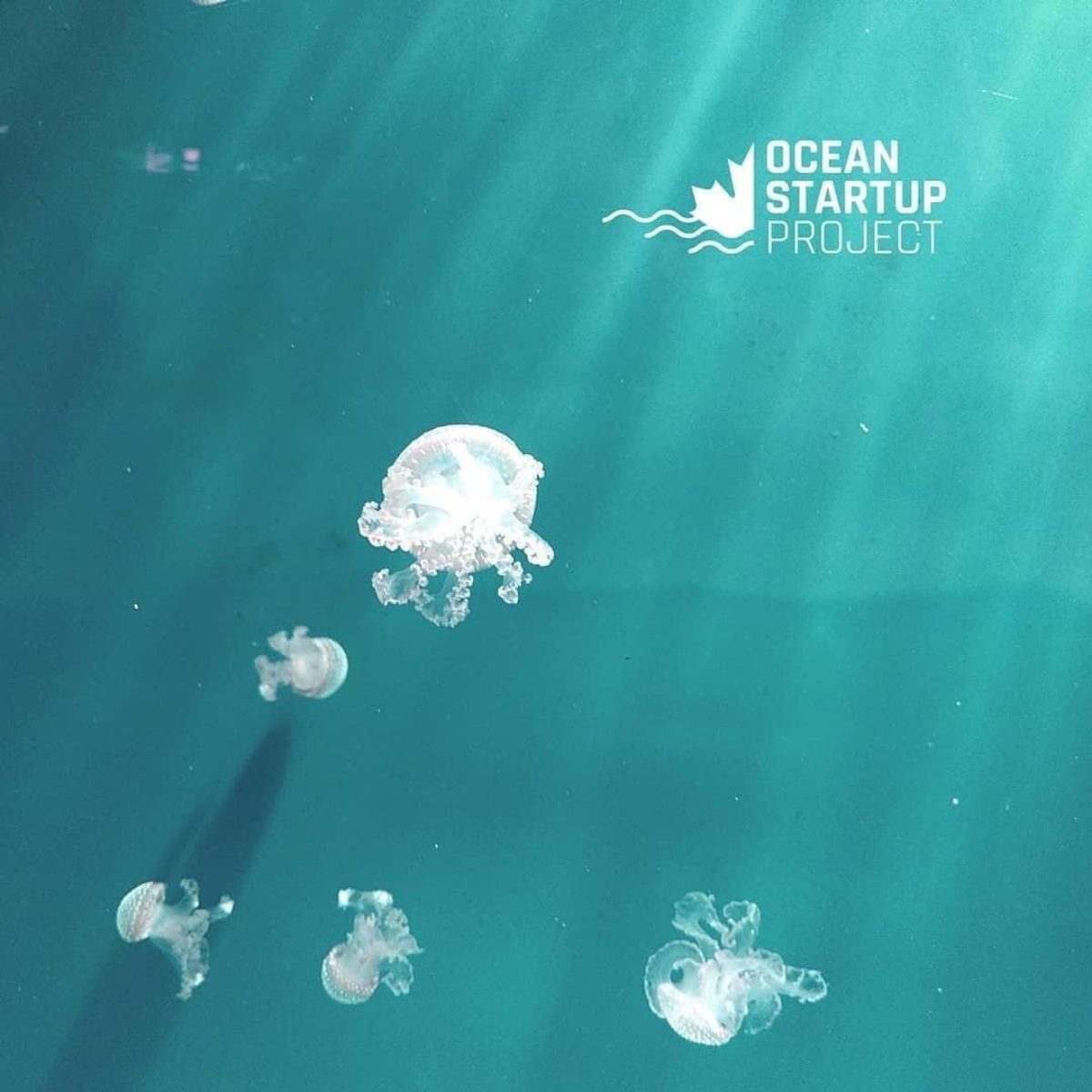 Ocean Startup Project